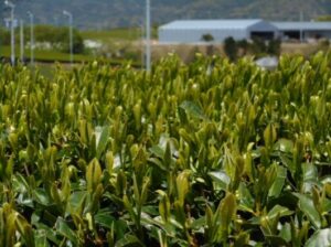 萌黄色の癒しを世界のTea Roomに：　　　佐賀・嬉野　下田製茶舗様　～　その３